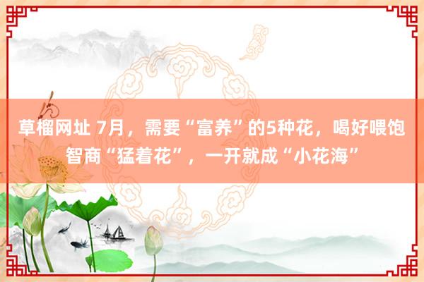 草榴网址 7月，需要“富养”的5种花，喝好喂饱智商“猛着花”，一开就成“小花海”