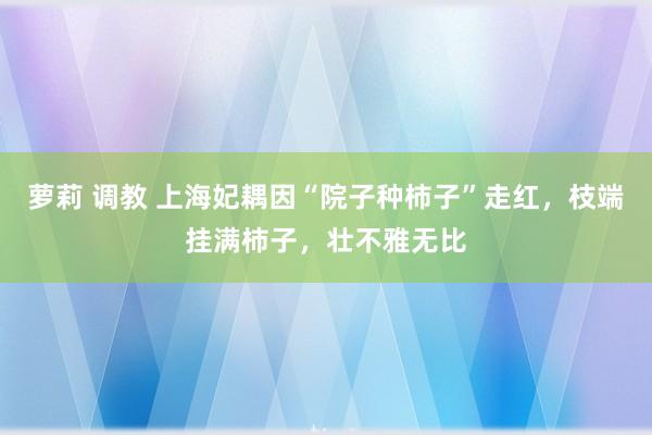 萝莉 调教 上海妃耦因“院子种柿子”走红，枝端挂满柿子，壮不雅无比